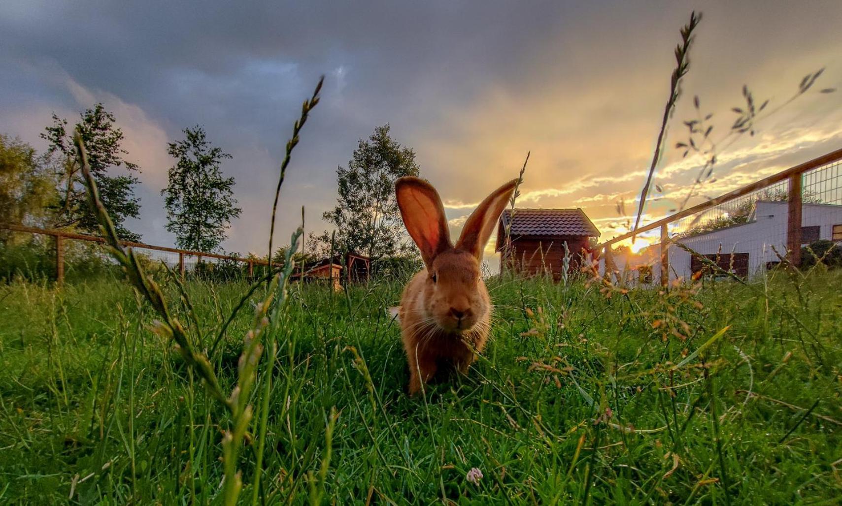 Villa Camphouse Chvalšiny Esterno foto